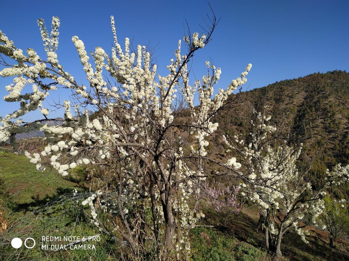 In Apple Estate Kanatal - Himalayan View Resort With Courteous Staff Zewnętrze zdjęcie