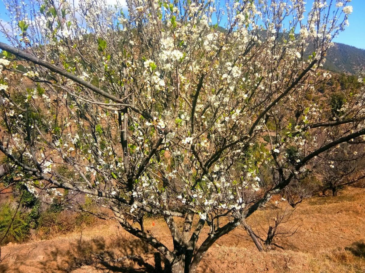 In Apple Estate Kanatal - Himalayan View Resort With Courteous Staff Zewnętrze zdjęcie