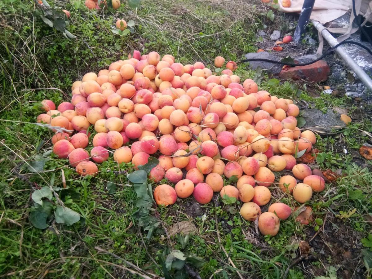 In Apple Estate Kanatal - Himalayan View Resort With Courteous Staff Zewnętrze zdjęcie