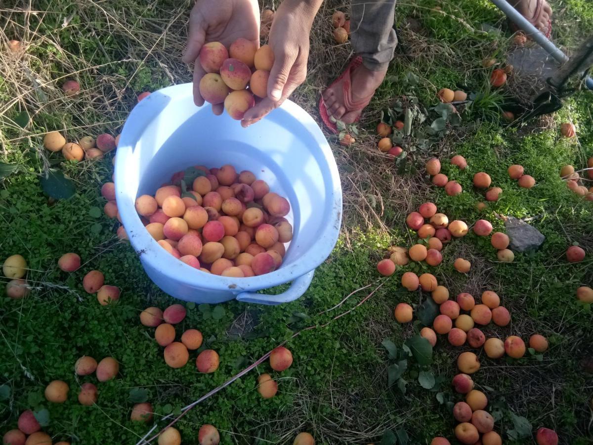 In Apple Estate Kanatal - Himalayan View Resort With Courteous Staff Zewnętrze zdjęcie